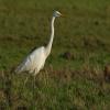 Grote Zilverreiger